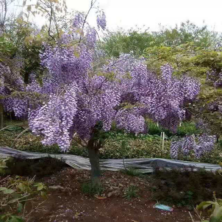 园林直销紫藤  出售4公分紫藤 爬藤植物紫藤 湘林苗圃