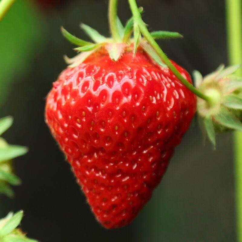 泰安草莓苗品种 红颜草莓苗 丰香草莓苗 小白草莓苗 四季草莓种子量大从优图片