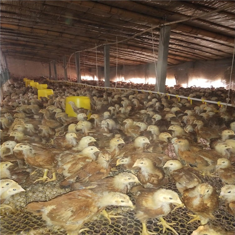 红玉鸡380 农家散养鸡 龙翔 热销红玉鸡苗 红玉鸡种蛋图片