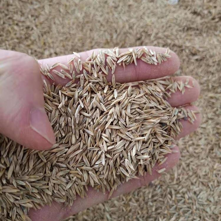 苏丹草 冬牧70 苏丹草种子价格 大型牧草批发厂家 通凯牧业