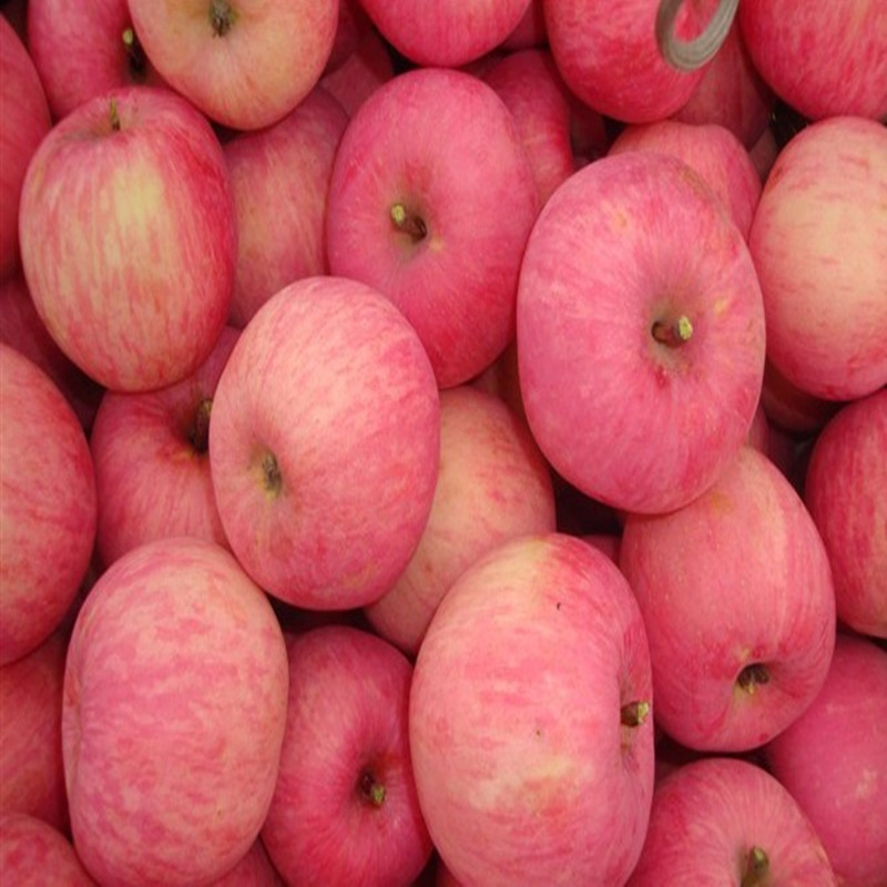 山东苹果，山东红富士苹果批发，苹果批发，苹果产地，苹果价格