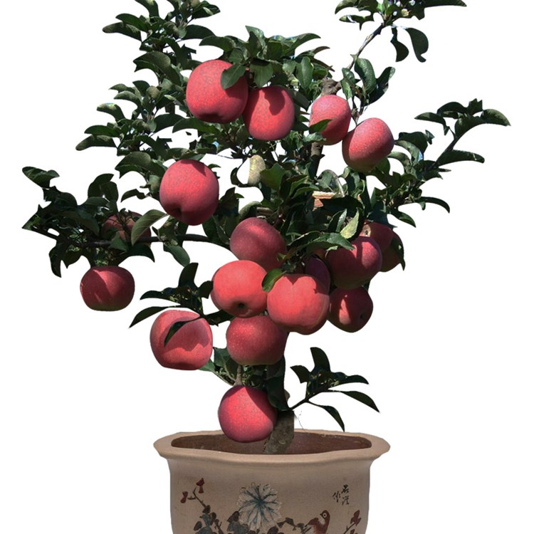 烟富八号苹果苗价格 山东种植苹果树苗 地栽当年结果苹果树苗 地栽苹果树苗