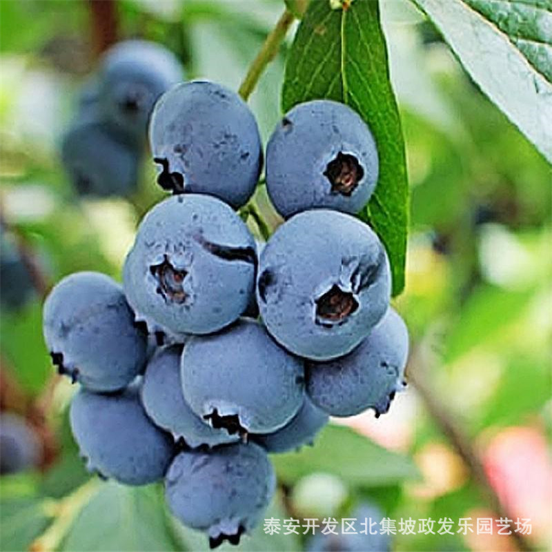 现货供应蓝莓苗 薄雾公爵蓝莓苗根系发达价格合理量大从优 蓝莓苗示例图5