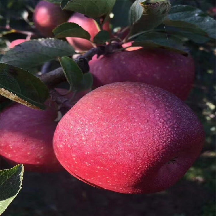黑苹果品种多样价格优惠 瑞雪苹果苗易成活 基地直销苹果苗 苹果成苗销售价格