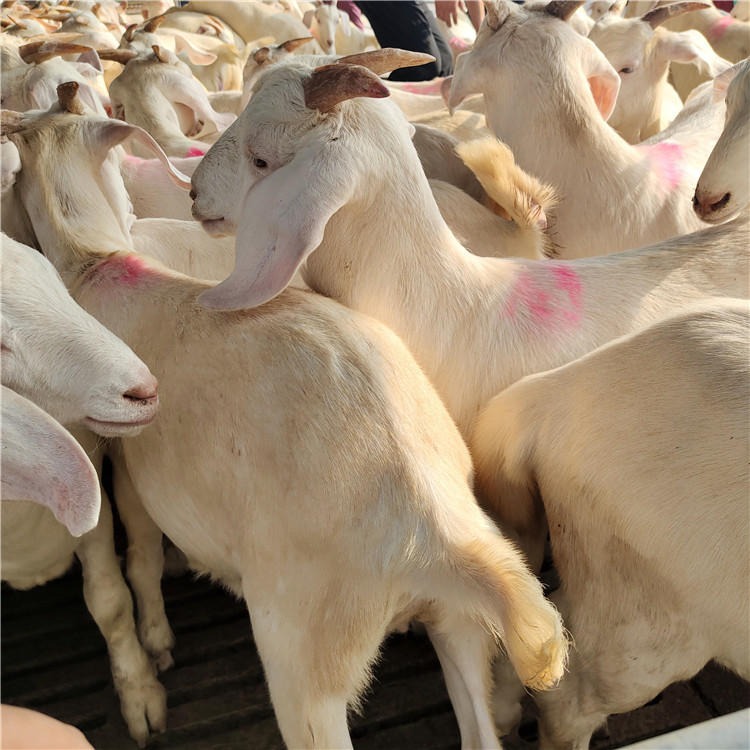 厂家直销-白山羊羊苗-作种白山羊羔-山东白山羊产地货源-龙翔牧业
