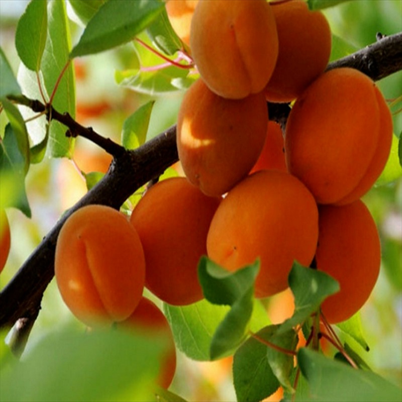 新品种杏树苗批发 1公分荷兰香蜜杏树苗批发 2公分山杏树上车价 珍珠油杏树苗图片
