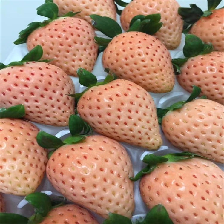 白雪公主草莓苗 基地直销草莓苗 甜宝草莓苗批发商 价格优惠
