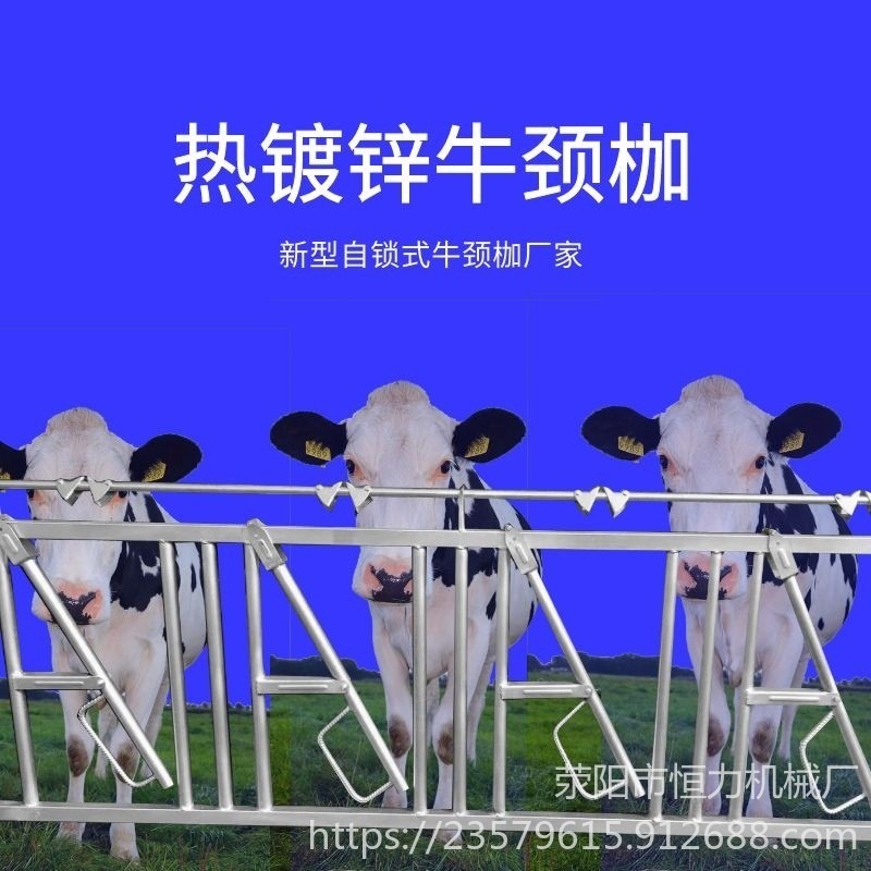 牛场安装自锁式牛颈枷 牛颈枷作用固定牛只 单独采食 防止挑食