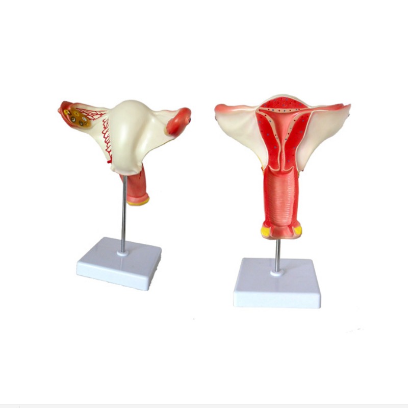 女性内生殖器官模型实训考核装置  女性内生殖器官模型实训设备 女性内生殖器官模型综合实训台