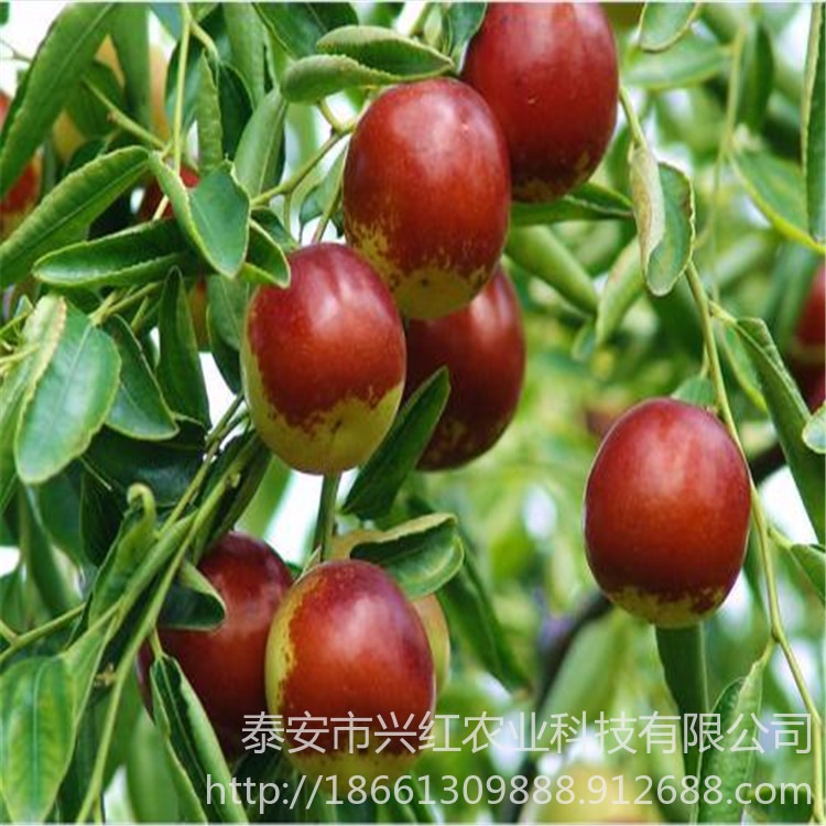 龙须枣苗种植方法 适合南北方种植 苗圃基地供应龙枣枣树苗