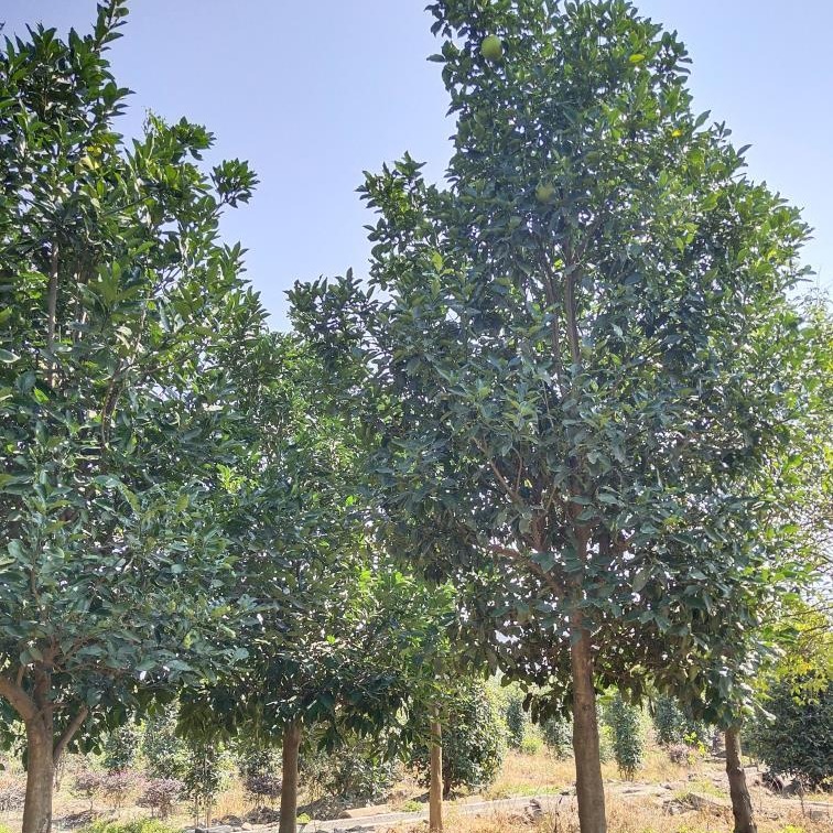 10公分香泡树 12公分香泡 千喜苗木量大 百亩香泡果树价格低图片