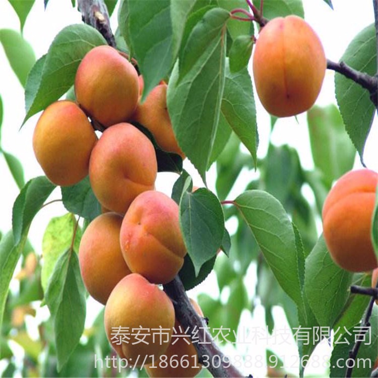 金太阳杏树苗 晚红杏凯特批发基地 丰园红杏、珍珠油杏 品种多样图片