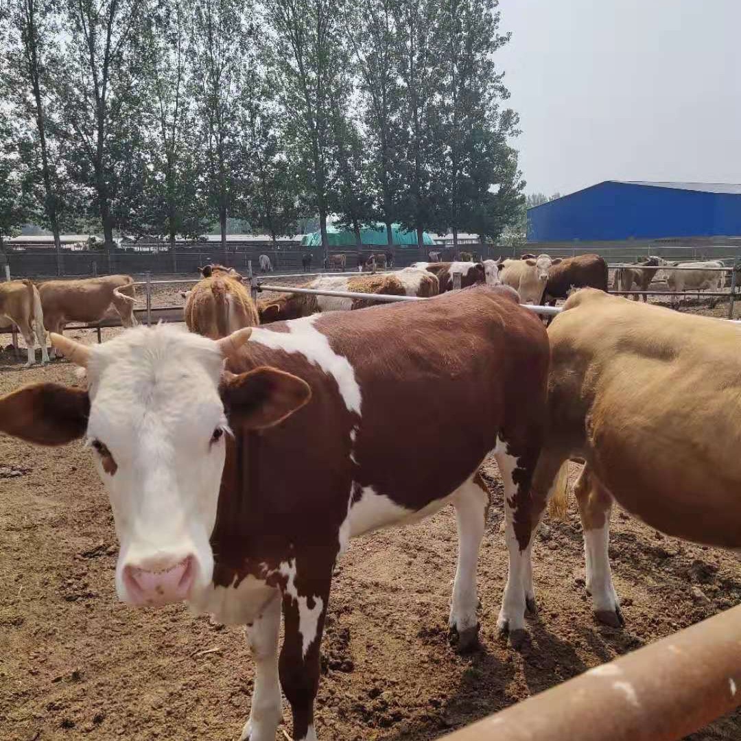 鲁西黄牛价格量大优惠  优质商家 晟源 小牛犊子养殖场