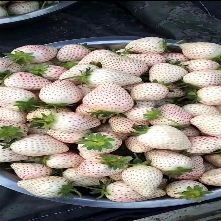 奶油草莓苗 桃熏白草莓苗价格 草莓苗现挖现卖 草莓苗品种基地