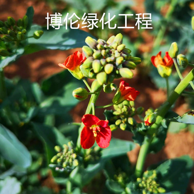 上海彩色油菜花种子 油菜花海种子\栽培服务/景观用彩色油菜种子支持货到付款 博伦提供技术服务