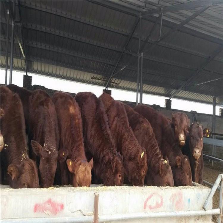 肉牛养殖场批发 厂家直供利木赞牛 改良肉牛小牛犊 现代 提前预定