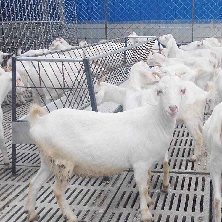 波尔山羊养殖场 育肥白山羊羊羔价格 肉羊价格 龙翔牧业
