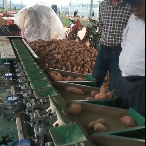 地瓜大小分选机  凯祥地瓜重量分选机  红薯大小分级机  红薯分选机   可对接清洗机  厂家直销