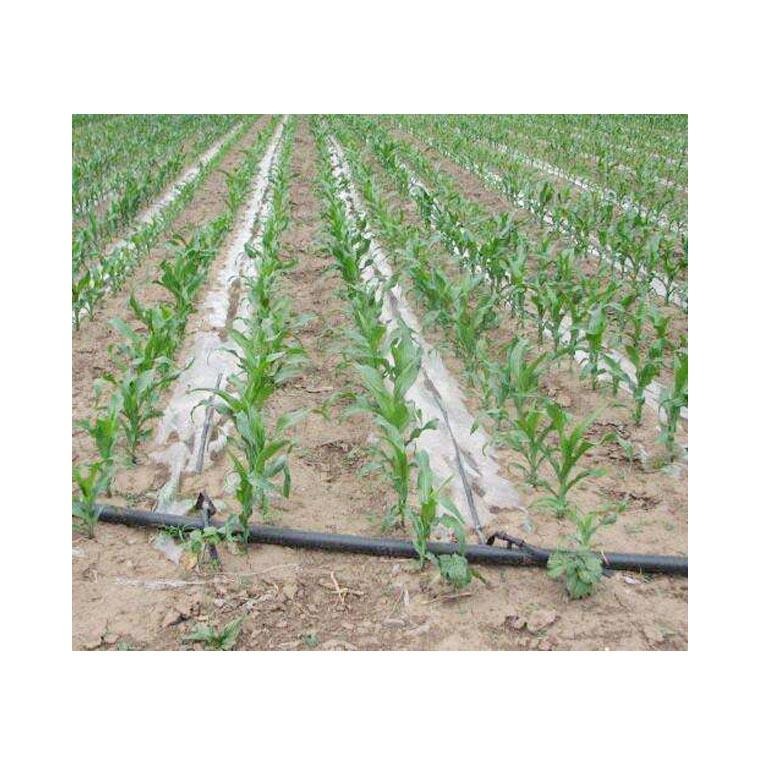 玉米膜下滴灌技术 玉米覆膜滴灌系统设计 玉米膜下滴灌水肥技术