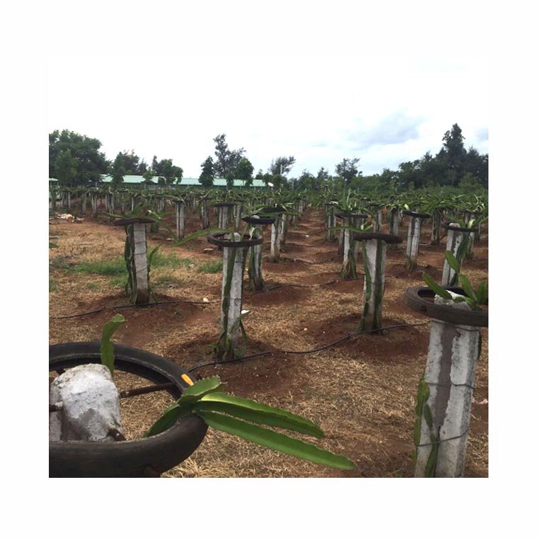 新乡郊区葡萄微喷膜下滴灌节水灌溉每亩价格