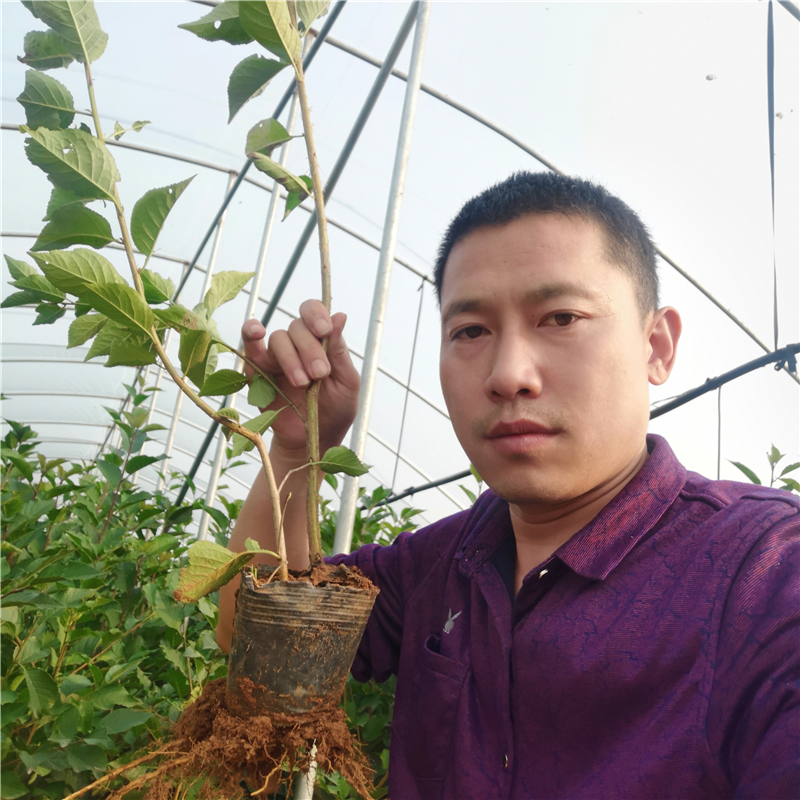 一年两年三年萨米托樱桃苗批发萨米托樱桃苗品种齐全质量好yugeng/裕耕农业
