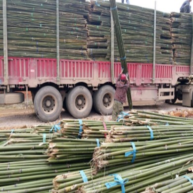 京西竹业  产地直销4米5米6米苦竹杆子 树木绑扶 果树支撑 园林工程用的竹竿