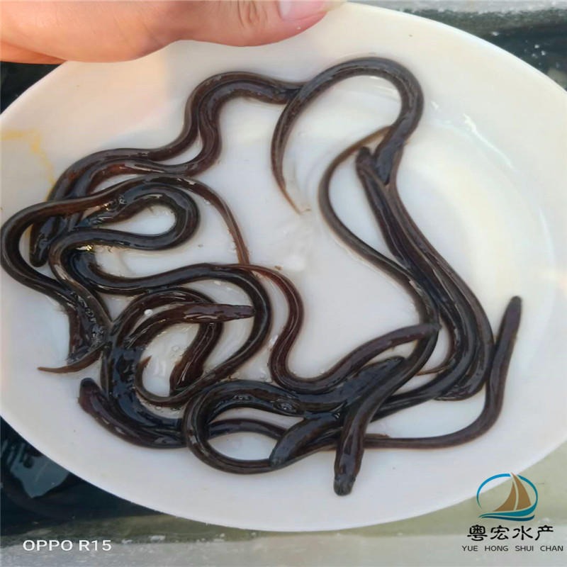 武汉日本鳗鱼苗养殖  欧洲鳗鱼苗价格合理