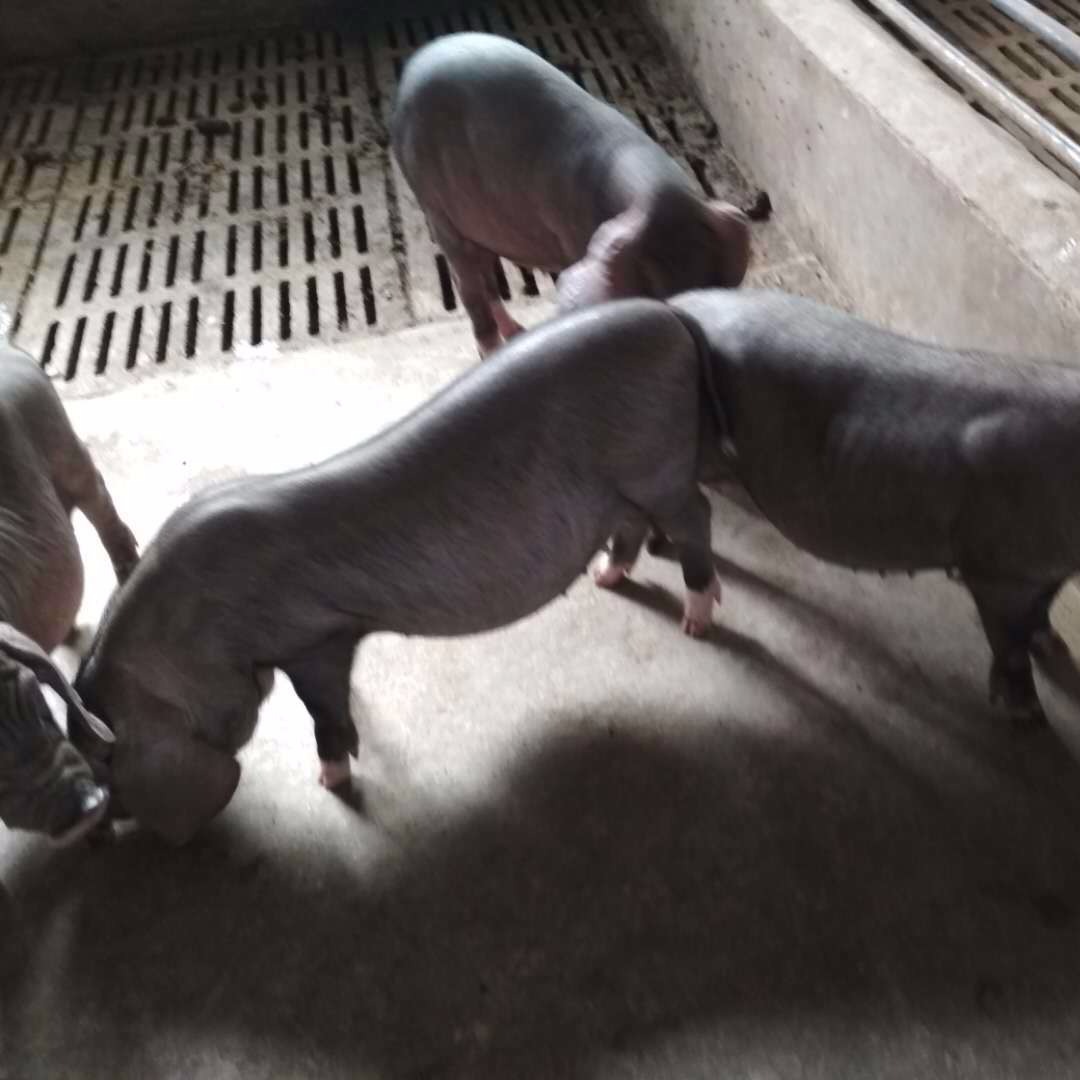 太湖原种母猪价格 纯种一元太湖猪销售  二花脸种猪60斤 黑母猪供应