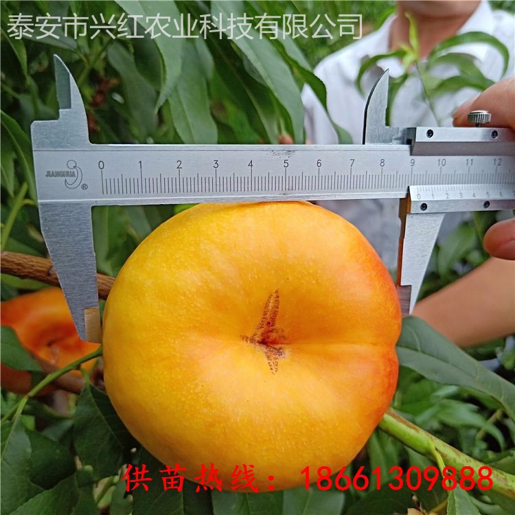 兴红农业基地大量出售黄金蜜桃苗 规格一公分以上嫁接桃树苗 黄桃苗价格