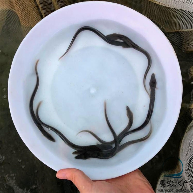 厂家直销非洲鳗鱼苗 澳洲鳗鱼苗欢迎来电咨询图片
