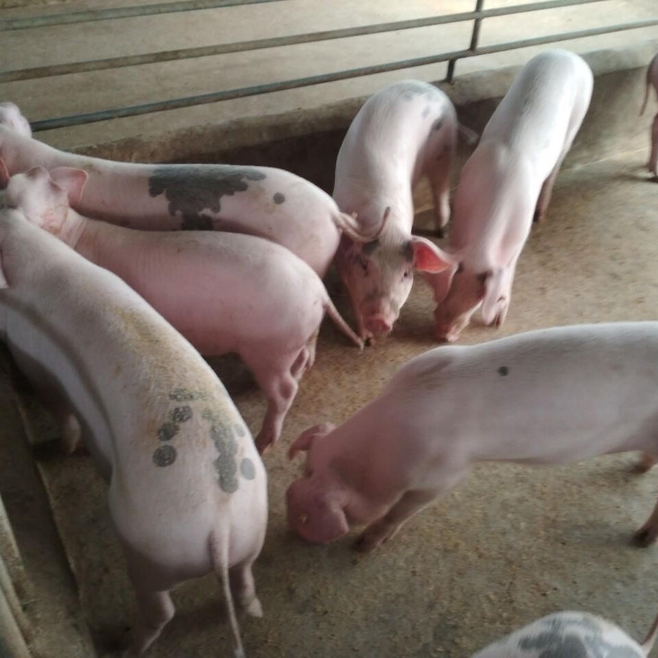 长太猪 长大二元母猪 原种高产种猪 土母猪苗 纯种大白公猪