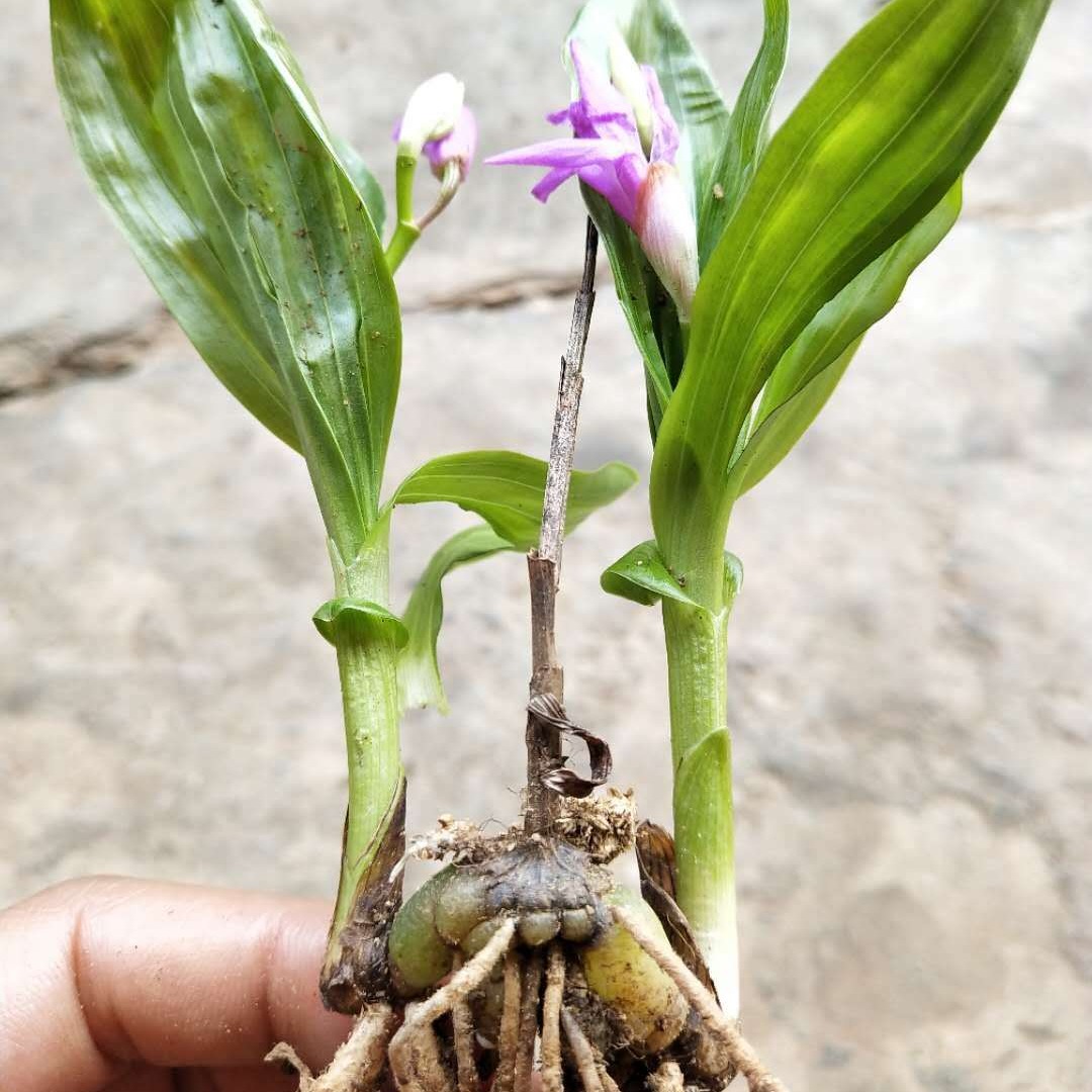 大理白及苗价格 紫花白芨种苗供应图片