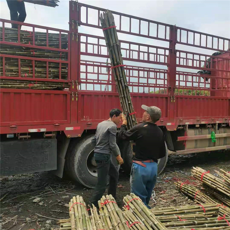 2.2米-2.5米蔬菜竹竿 竹子批发市场