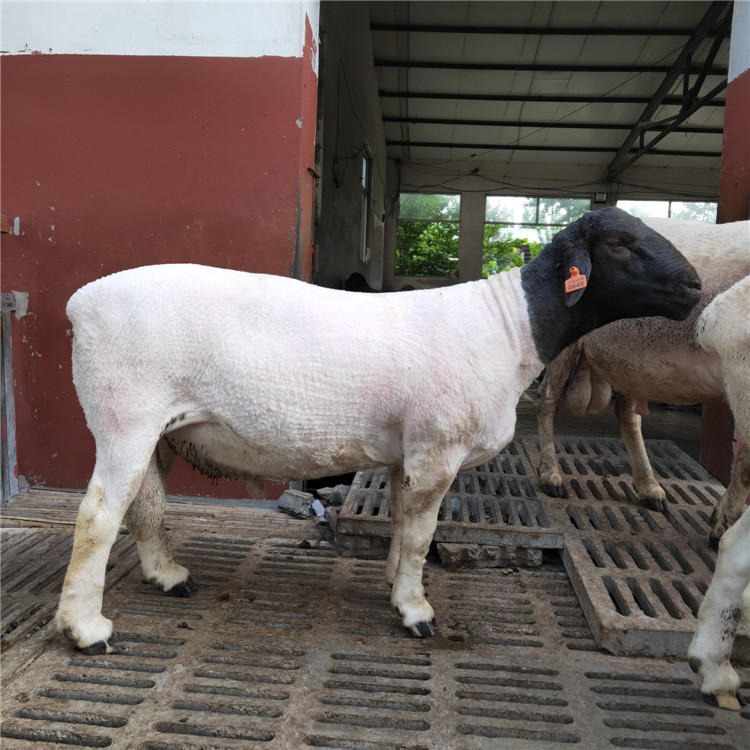 萨福克羊 黑头杜泊羊价格 龙翔 白头杜泊羊养殖利润 杜泊羊种羊价格图片