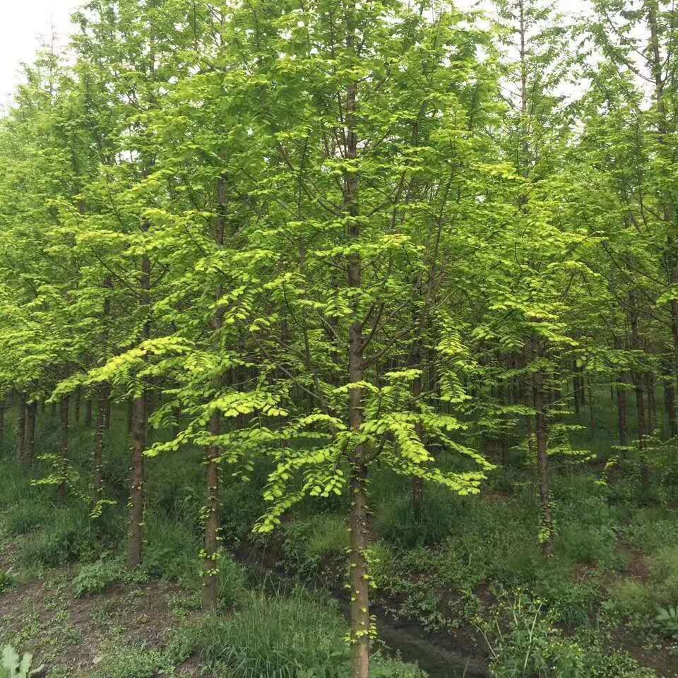 江西水杉 1-20cm水杉基地 千喜苗木自产自销