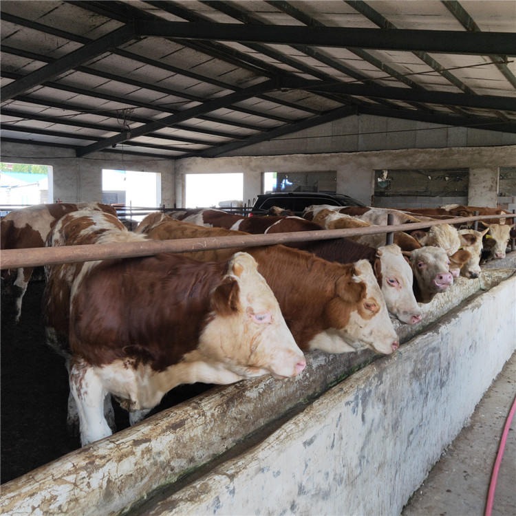 西门塔尔牛犊价格 500斤西门塔尔牛 优质西门塔尔牛苗批发 龙翔 全国发货