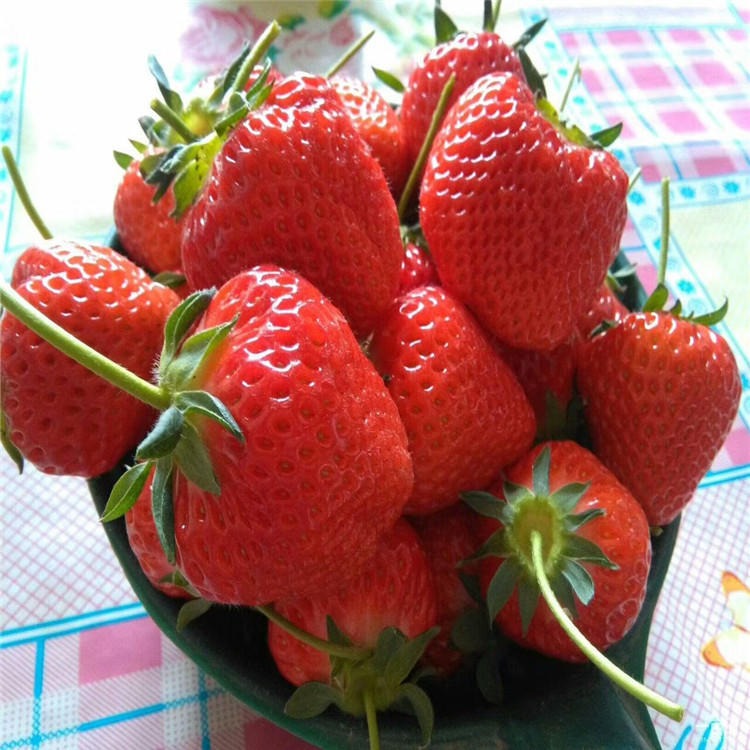 批发销售塞娃草莓苗 塞娃草莓价格 塞娃草莓苗种植基地图片