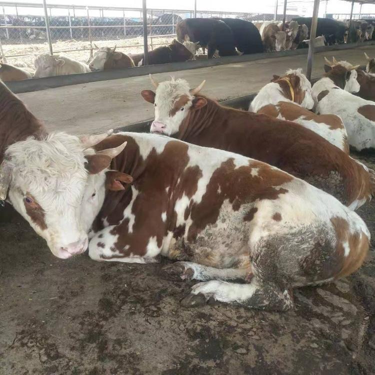 贵州4个月肉牛崽价格