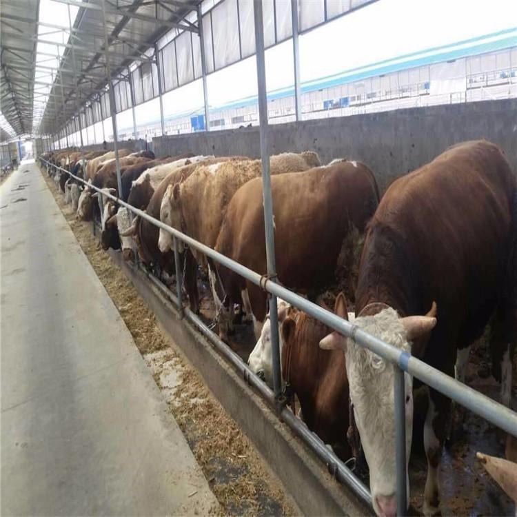 浙江西门塔尔牛养殖价格 通凯 浙江西门塔尔牛养牛场 厂家搬迁