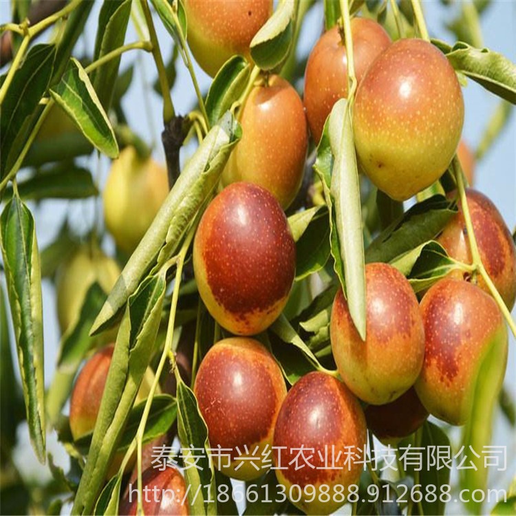 枣树苗品种 龙枣、冬枣、磨盘大枣等 提供种植技术光盘 苗圃看苗
