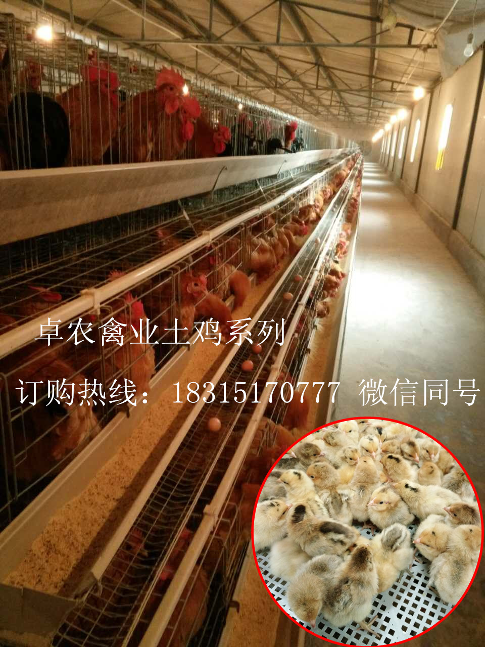 重庆香鸡苗养殖；重庆本地土鸡苗厂家；求购重庆鸡苗批发市场；重庆黑鸡苗价格