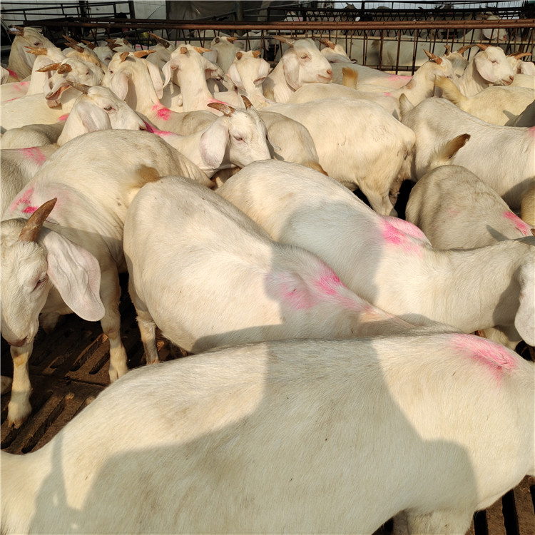 白山羊羊羔价格 龙翔白山羊养殖 白山羊种羊价格示例图17