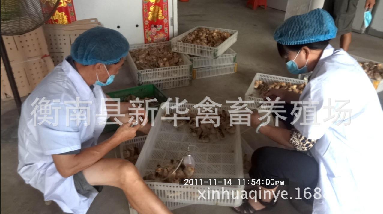 湖南衡阳新华禽畜厂家直销优质包打马利克疫苗青脚土鸡混合苗示例图10