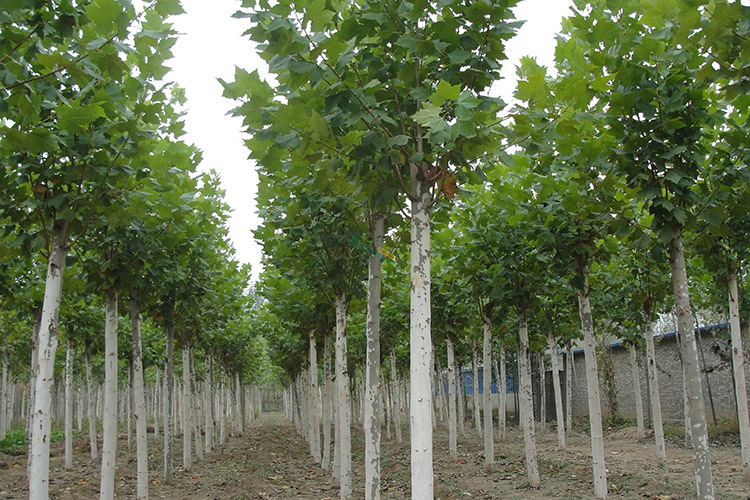 【基地直销】法国梧桐树批发绿化工程树木6公分10公分规格全示例图8