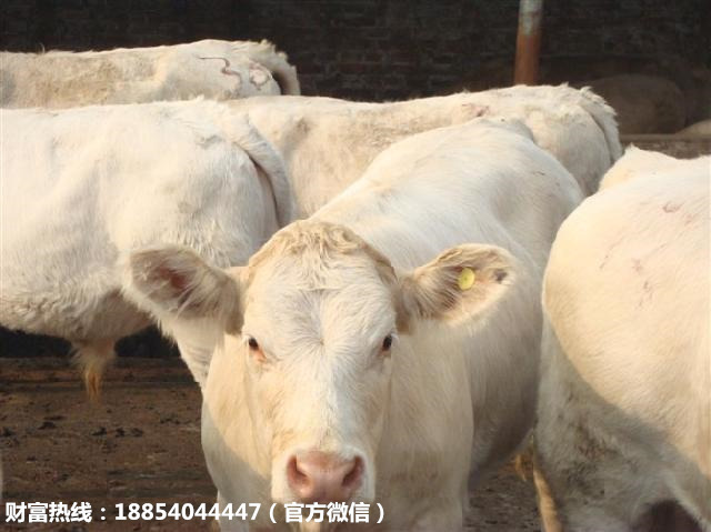 批发出售夏洛莱牛 夏洛莱肉牛的价格 大型肉牛养殖场示例图13