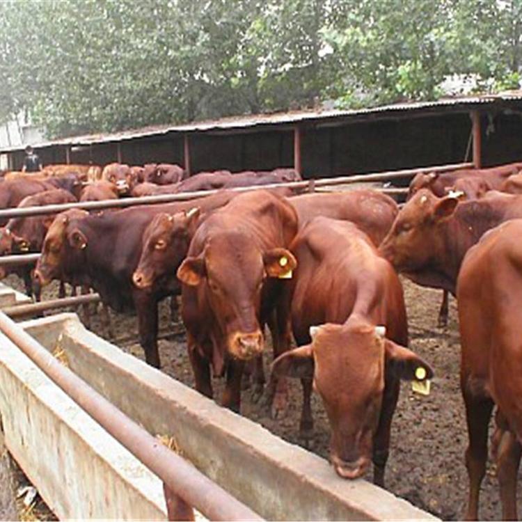 鲁西黄肉牛养殖场 利木赞牛犊养殖 2021年供应肉牛 现代 厂家出售