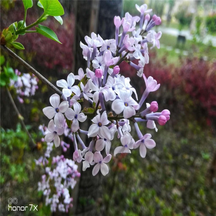 品农诚信质保紫丁香种子播种培育园林绿化成品苗图片