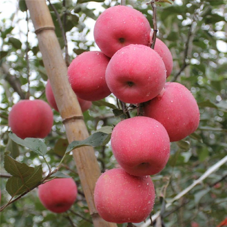寒富苹果苗产地直销 寒富苹果苗根系发达现挖现卖 兴红农业基地直销