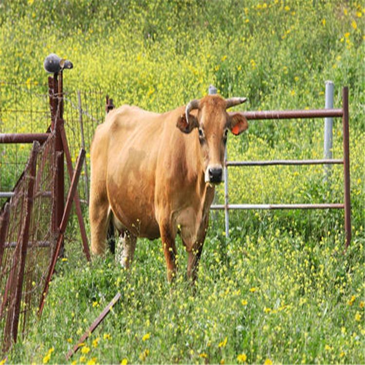 通凯大量供应 西门塔尔小牛犊 肉牛犊品种 鲁西黄牛价格 广东牛场小黄牛出售