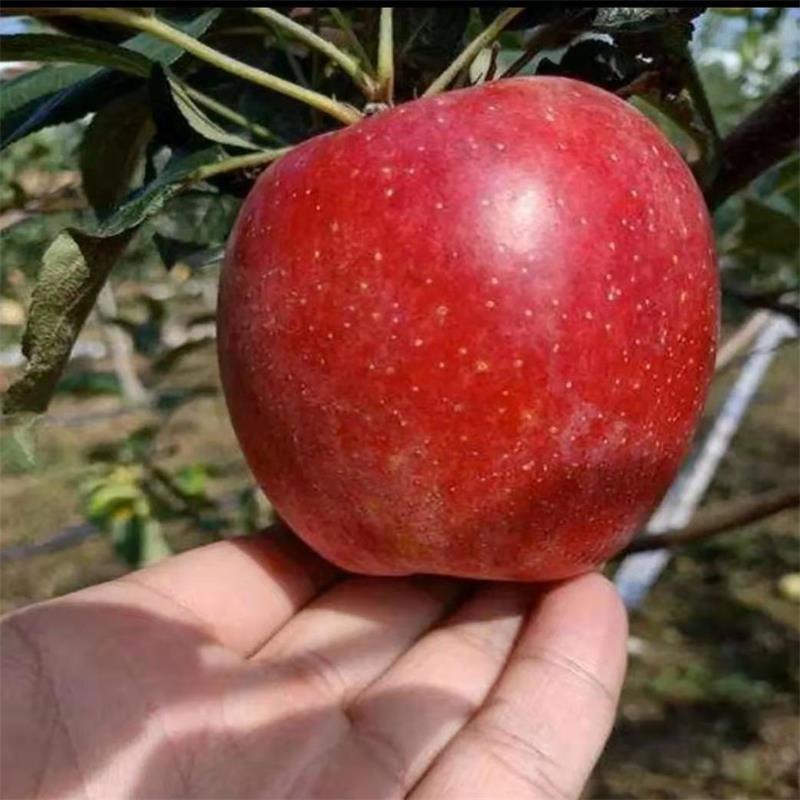 新品种晚熟苹果苗批发 2001苹果苗 晚熟维纳斯黄金苹果苗 众城一号苹果苗 矮化苹果树图片